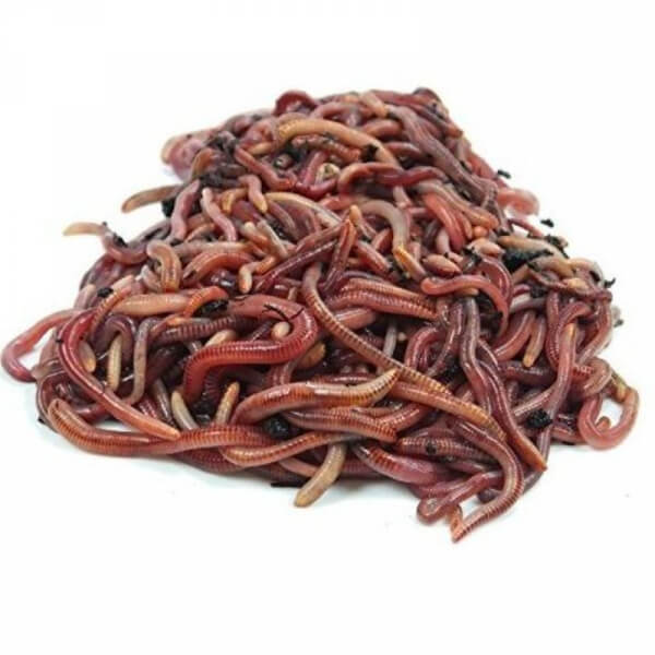 Lombriz Roja Californiana 500 Unidades Adultas